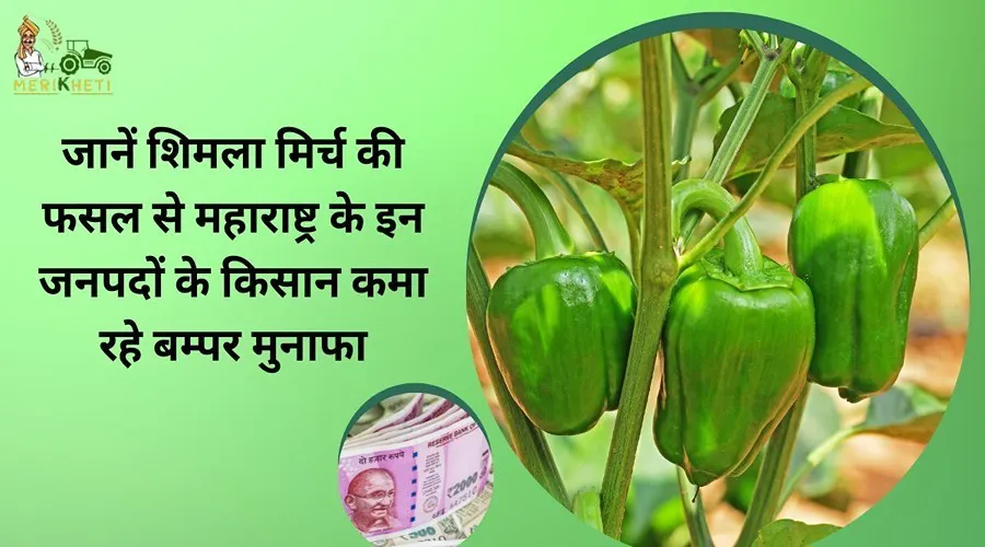 जानें शिमला मिर्च की फसल से महाराष्ट्र के इन जनपदों के किसान कमा रहे बम्पर मुनाफा