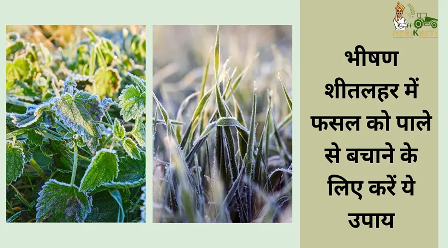 भीषण शीतलहर में फसल को पाले से बचाने के लिए करें ये उपाय