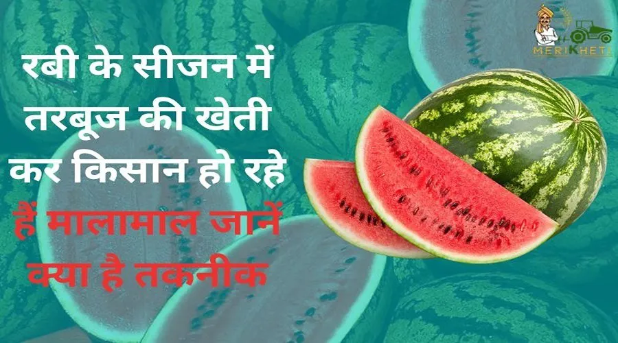 रबी के सीजन में तरबूज की खेती कर किसान हो रहे हैं मालामाल जानें क्या है तकनीक