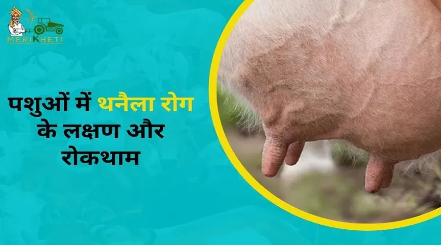 पशुओं में थनैला रोग के लक्षण और रोकथाम