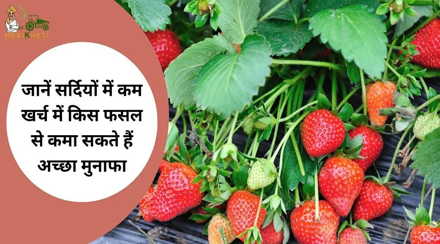 जानें सर्दियों में कम खर्च में किस फसल से कमा सकते हैं अच्छा मुनाफा