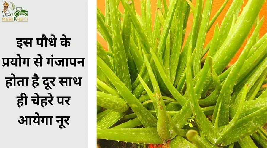 इस पौधे के प्रयोग से गंजापन होता है दूर साथ ही चेहरे पर आयेगा नूर