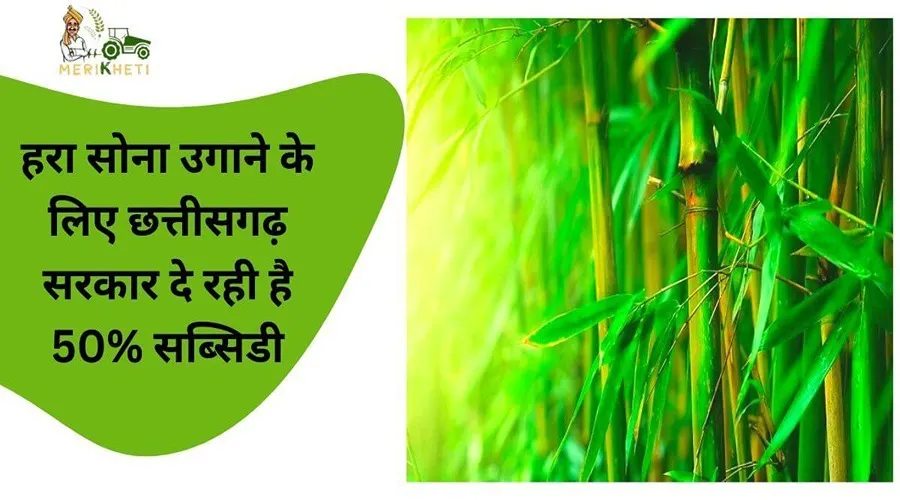 हरा सोना उगाने के लिए छत्तीसगढ़ सरकार दे रही है 50% सब्सिडी