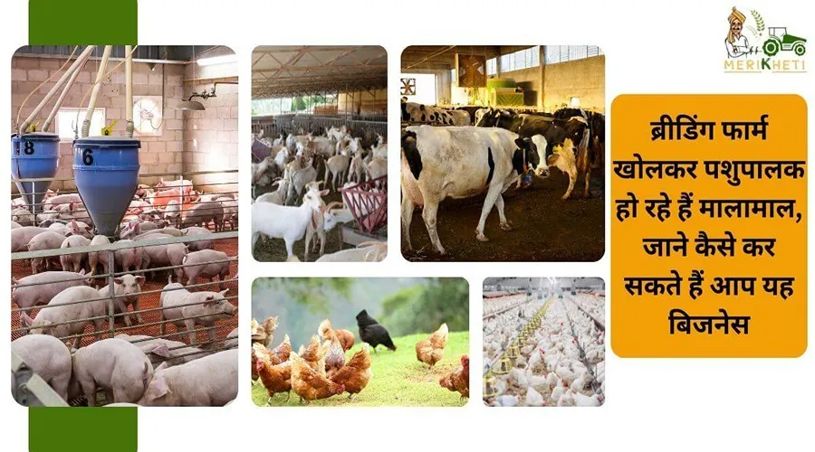 ब्रीडिंग फार्म खोलकर पशुपालक हो रहे हैं मालामाल, जाने कैसे कर सकते हैं आप यह बिजनेस
