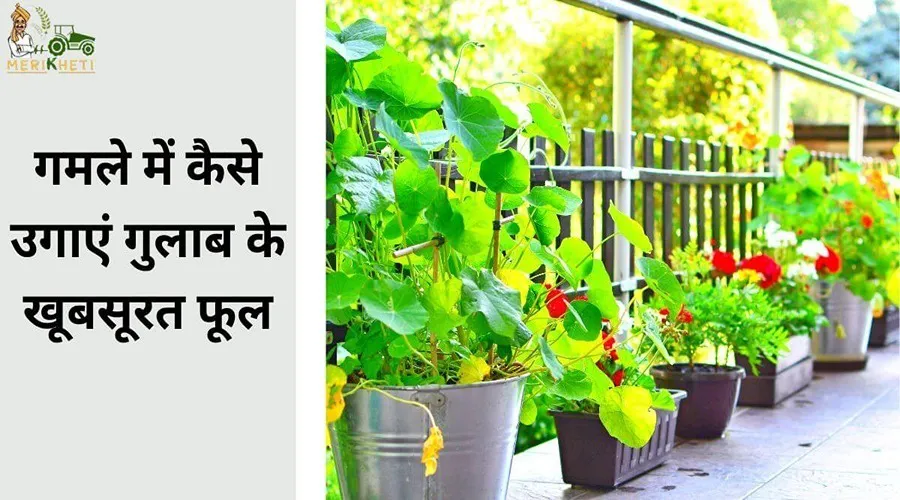 गमले में कैसे उगाएं गुलाब के खूबसूरत फूल