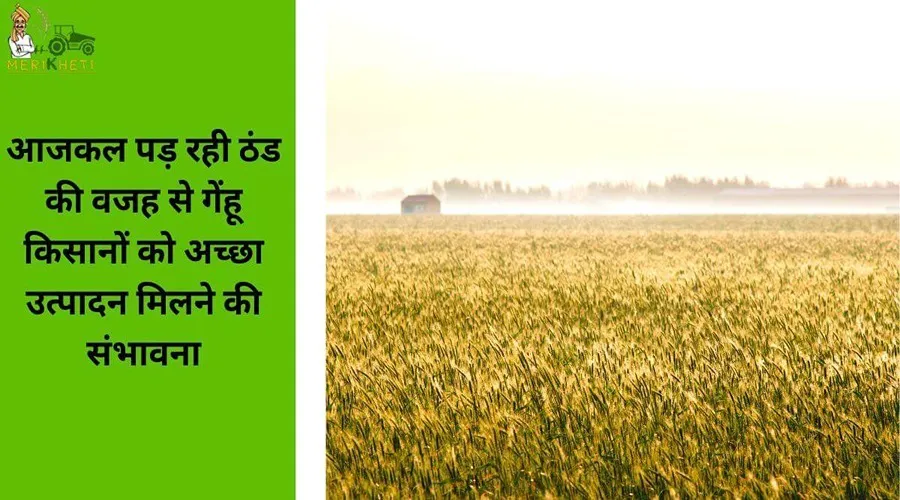 आजकल पड़ रही ठंड की वजह से गेंहू किसानों को अच्छा उत्पादन मिलने की संभावना