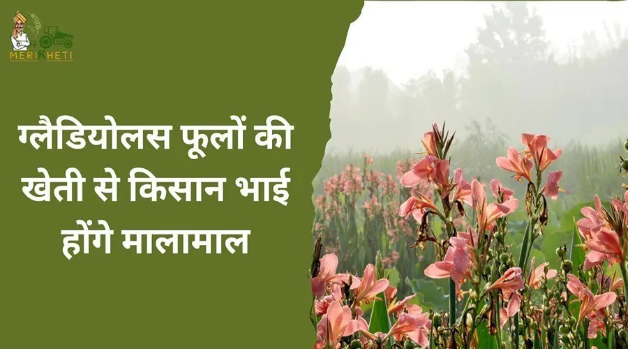 ग्लैडियोलस फूलों की खेती से किसान भाई होंगे मालामाल
