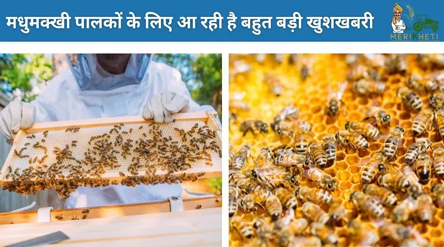 मधुमक्खी पालकों के लिए आ रही है बहुत बड़ी खुशखबरी