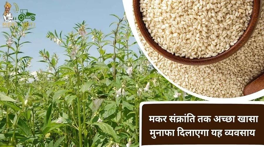 मकर संक्रांति तक अच्छा खासा मुनाफा दिलाएगा यह व्यवसाय