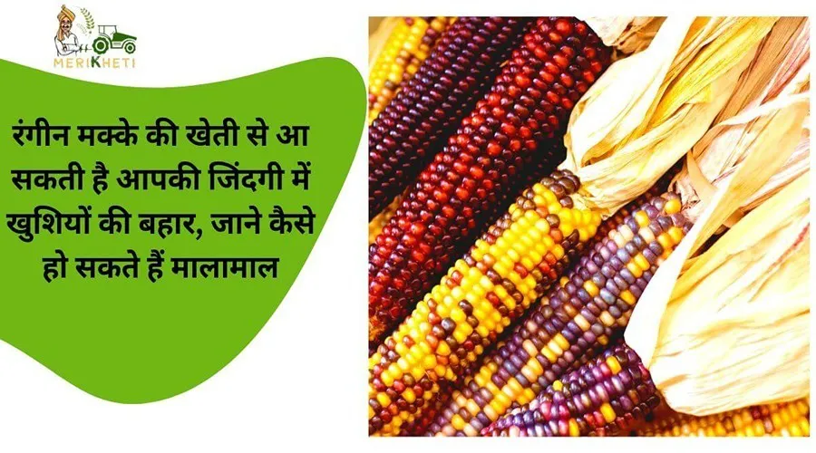 रंगीन मक्के की खेती से आ सकती है आपकी जिंदगी में खुशियों की बहार, जाने कैसे हो सकते हैं मालामाल