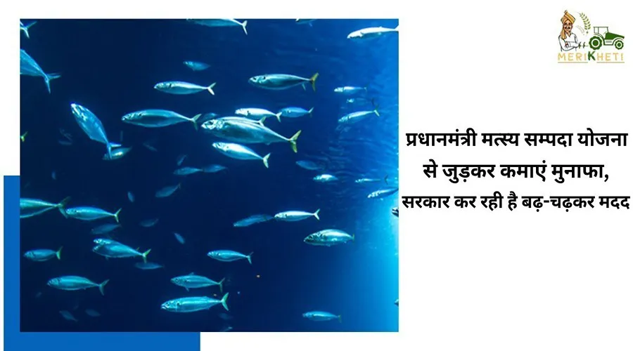प्रधानमंत्री मत्स्य सम्पदा योजना से जुड़कर कमाएं मुनाफा, सरकार कर रही है बढ़-चढ़कर मदद
