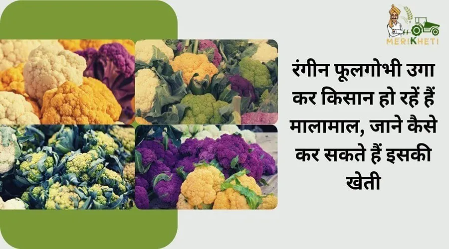 रंगीन फूलगोभी उगा कर किसान हो रहें हैं मालामाल, जाने कैसे कर सकते हैं इसकी खेती