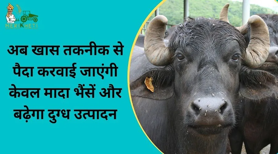 अब खास तकनीक से पैदा करवाई जाएंगी केवल मादा भैंसें और बढ़ेगा दुग्ध उत्पादन