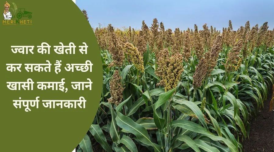 ज्वार की खेती से कर सकते हैं अच्छी खासी कमाई, जाने संपूर्ण जानकारी