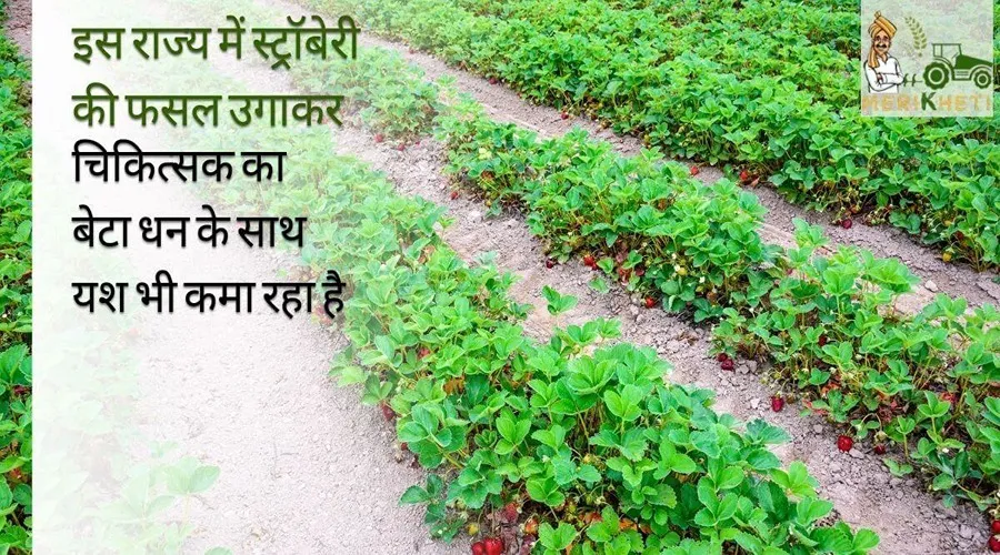 इस राज्य में स्ट्रॉबेरी (Strawberry) की फसल उगाकर चिकित्सक का बेटा धन के साथ यश भी कमा रहा है