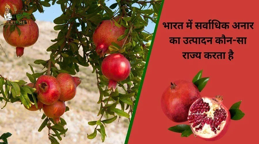 भारत में सर्वाधिक अनार का उत्पादन कौन-सा राज्य करता है