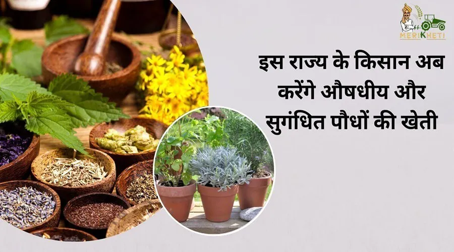 इस राज्य के किसान अब करेंगे औषधीय और सुगंधित पौधों की खेती