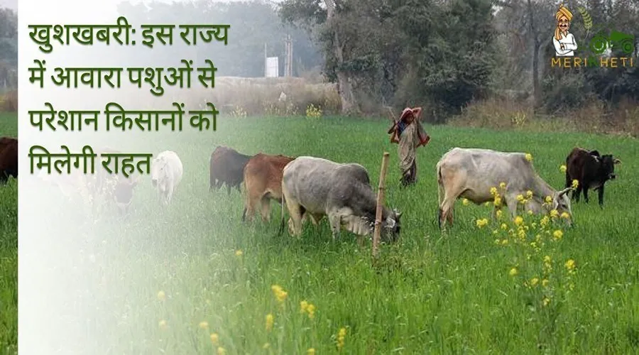 खुशखबरी: इस राज्य में आवारा पशुओं से परेशान किसानों को मिलेगी राहत