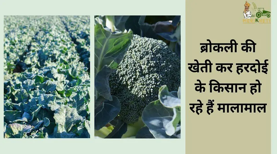 ब्रोकली की खेती कर हरदोई के किसान हो रहे हैं मालामाल