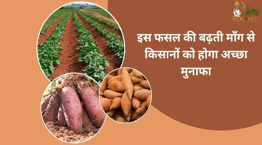 इस फसल की बढ़ती माँग से किसानों को होगा अच्छा मुनाफा