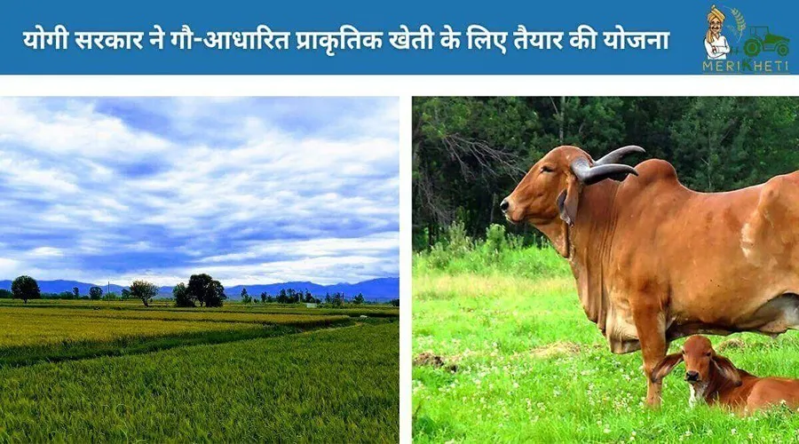 योगी सरकार ने गौ-आधारित प्राकृतिक खेती के लिए तैयार की योजना