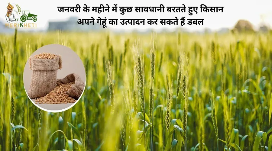 जनवरी के महीने में कुछ सावधानी बरतते हुए किसान अपने गेहूं का उत्पादन कर सकते हैं डबल