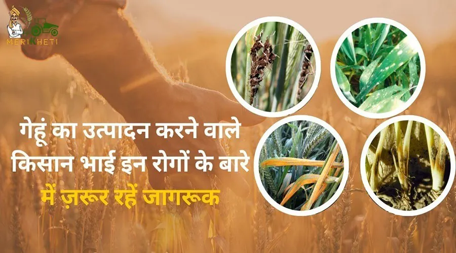 गेहूं का उत्पादन करने वाले किसान भाई इन रोगों के बारे में ज़रूर रहें जागरूक