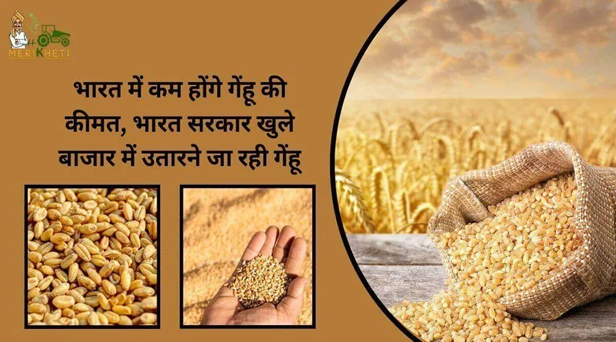 भारत में कम होंगे गेंहू की कीमत, भारत सरकार खुले बाजार में उतारने जा रही गेंहू
