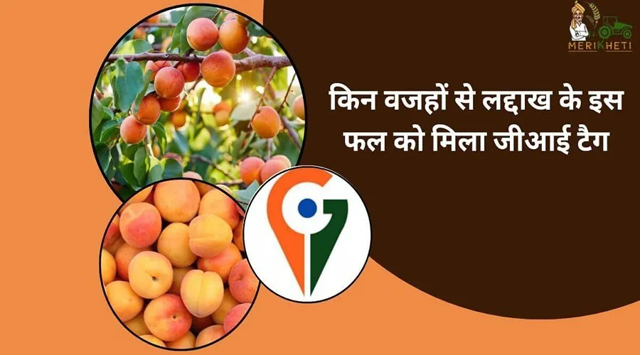 किन वजहों से लद्दाख के इस फल को मिला जीआई टैग