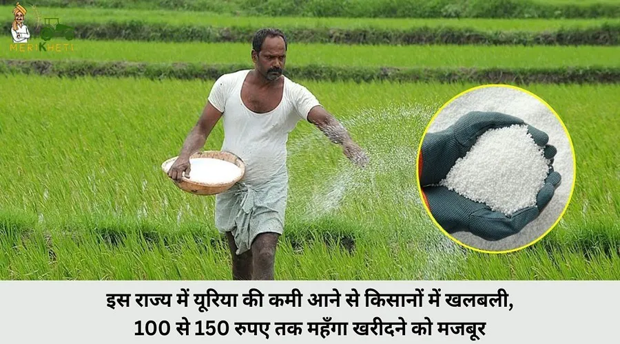 इस राज्य में यूरिया की कमी आने से किसानों में खलबली, 100 से 150 रुपए तक महँगा खरीदने को मजबूर