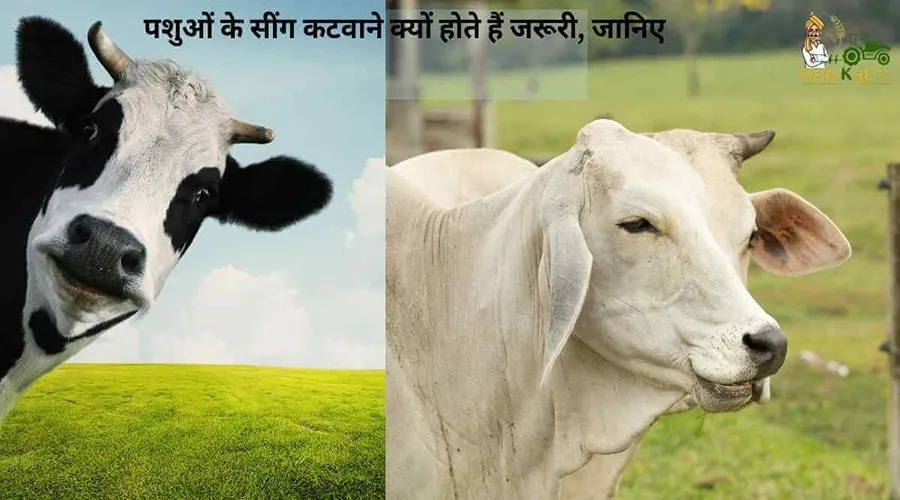 पशुओं के सींग कटवाने क्यों होते हैं जरूरी, जानिए