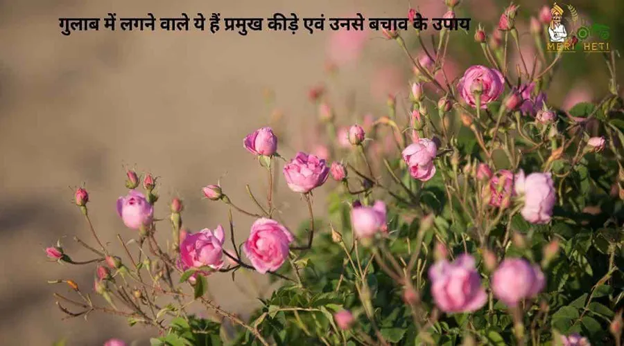 गुलाब में लगने वाले ये हैं प्रमुख कीड़े एवं उनसे बचाव के उपाय
