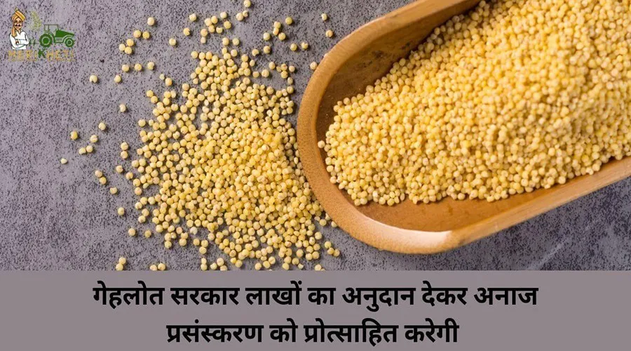 गेहलोत सरकार लाखों का अनुदान देकर अनाज प्रसंस्करण को प्रोत्साहित करेगी