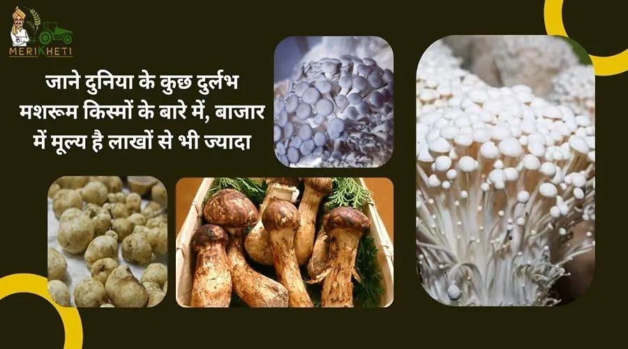 जाने दुनिया के कुछ दुर्लभ मशरूम किस्मों के बारे में, बाजार में मूल्य है लाखों से भी ज्यादा