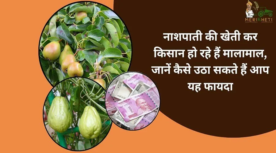 नाशपाती की खेती कर किसान हो रहे हैं मालामाल, जानें कैसे उठा सकते हैं आप यह फायदा