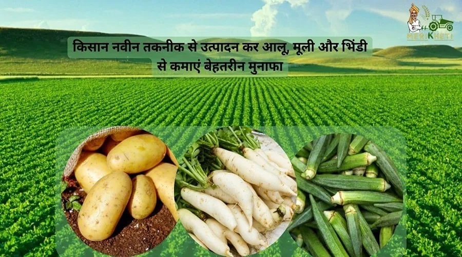 किसान नवीन तकनीक से उत्पादन कर आलू, मूली और भिंडी से कमाएं बेहतरीन मुनाफा
