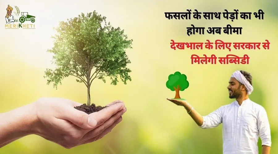फसलों के साथ पेड़ों का भी होगा अब बीमा, देखभाल के लिए सरकार से मिलेगी सब्सिडी