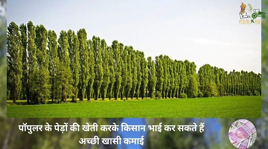 इस पेड़ की खेती करके किसान भाई कर सकते हैं अच्छी खासी कमाई