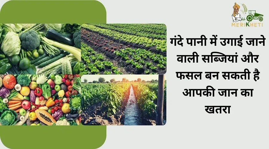 गंदे पानी में उगाई जाने वाली सब्जियां और फसल बन सकती है आपकी जान का खतरा
