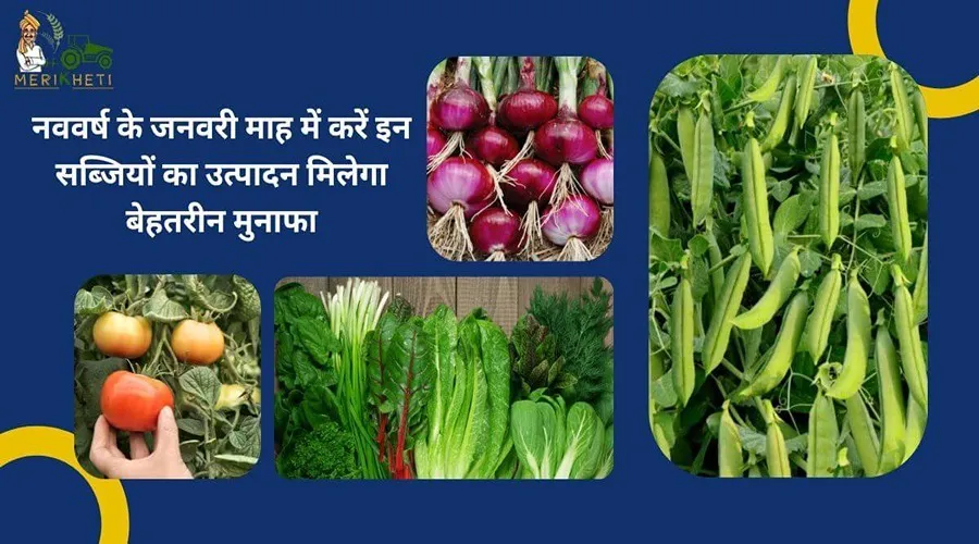 नववर्ष के जनवरी माह में करें इन सब्जियों का उत्पादन मिलेगा बेहतरीन मुनाफा