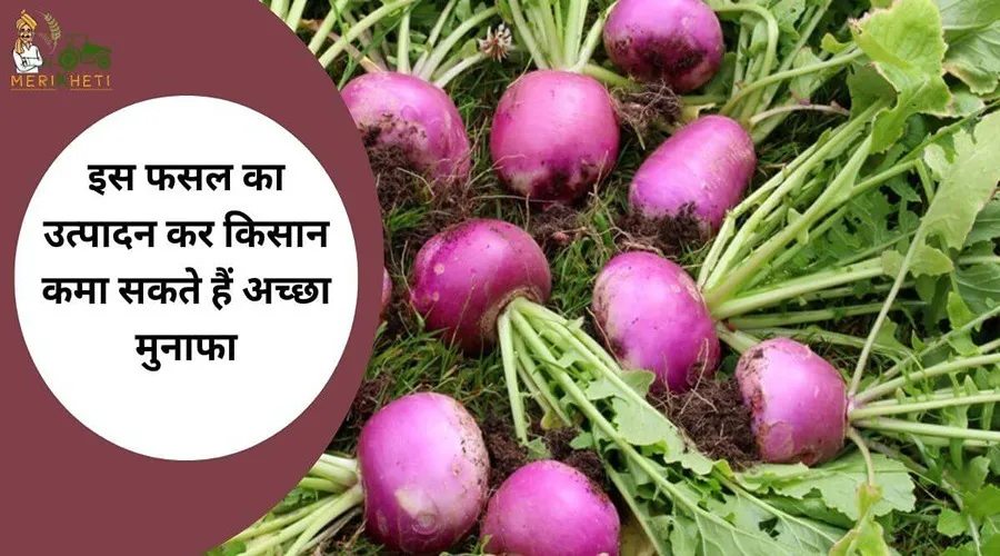 इस फसल का उत्पादन कर किसान कमा सकते हैं अच्छा मुनाफा