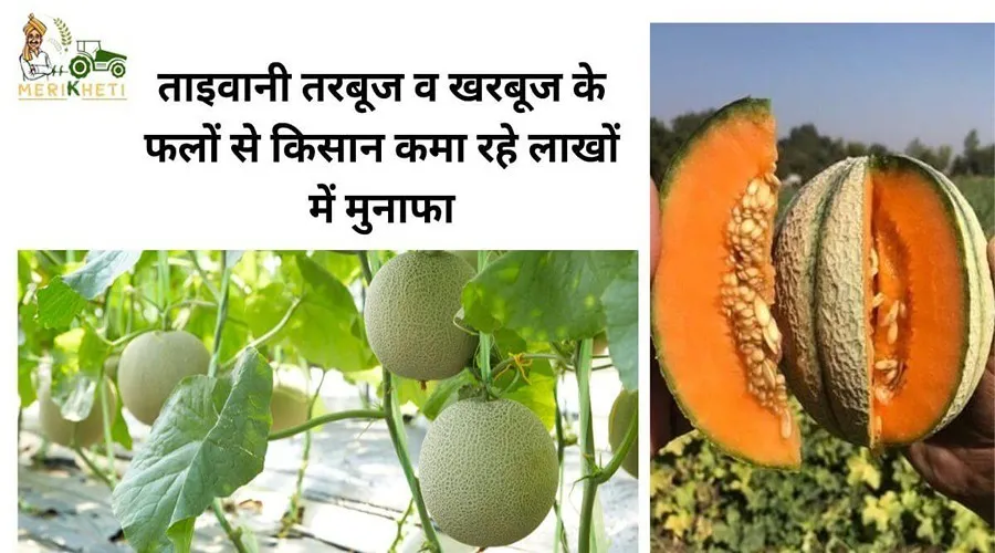 ताइवानी तरबूज व खरबूज के फलों से किसान कमा रहे लाखों में मुनाफा