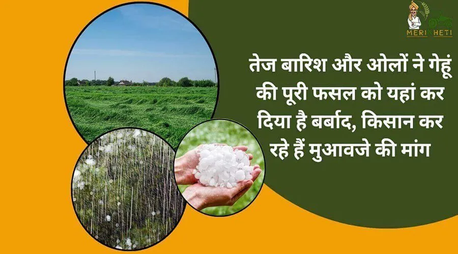 तेज बारिश और ओलों ने गेहूं की पूरी फसल को यहां कर दिया है बर्बाद, किसान कर रहे हैं मुआवजे की मांग