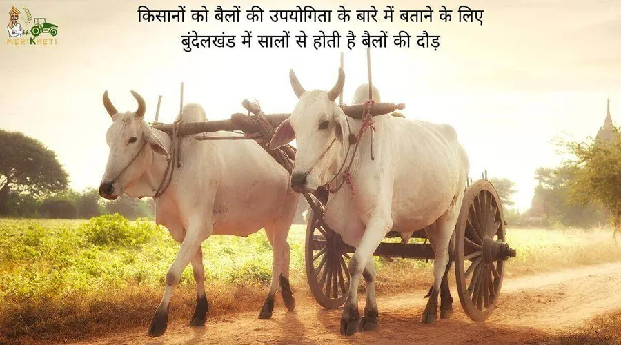 किसानों को बैलों की उपयोगिता के बारे में बताने के लिए बुंदेलखंड में सालों से होती है बैलों की दौड़