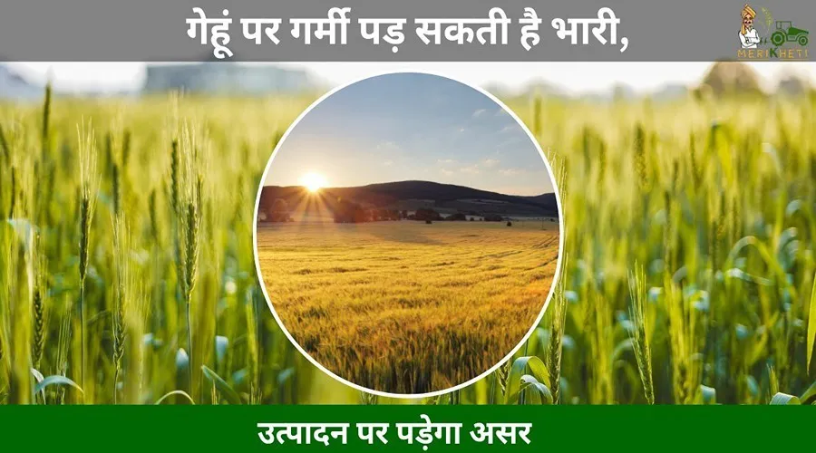गेहूं पर गर्मी पड़ सकती है भारी, उत्पादन पर पड़ेगा असर