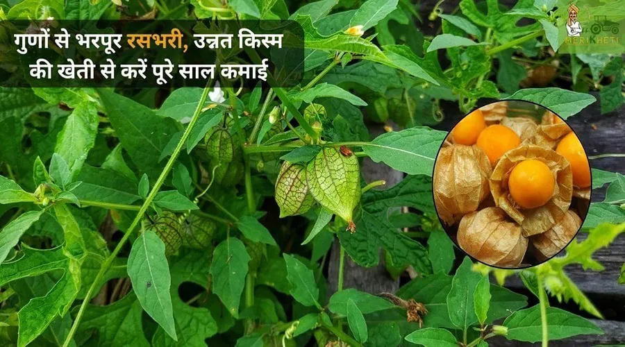 गुणों से भरपूर रसभरी, उन्नत किस्म की खेती से करें पूरे साल कमाई