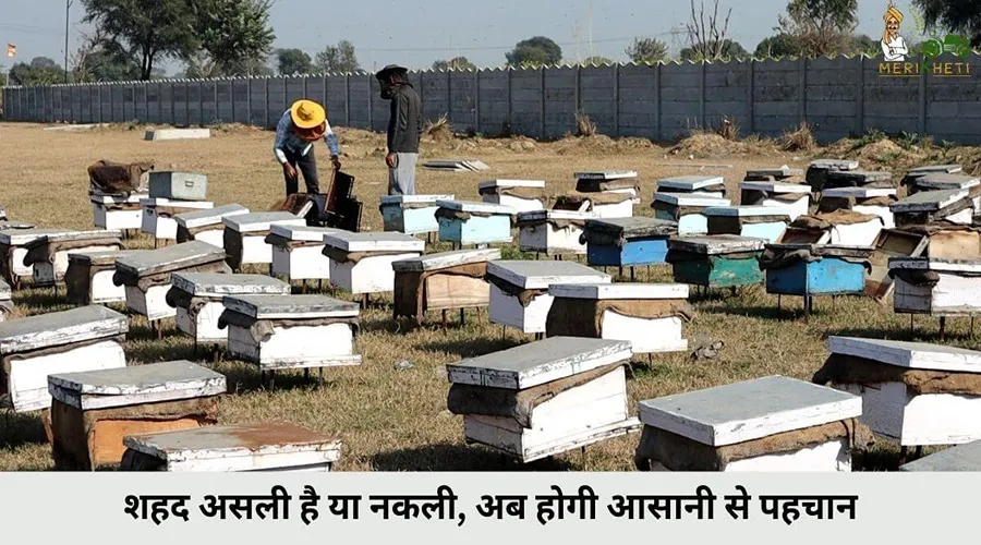 शहद असली है या नकली, अब होगी आसानी से पहचान