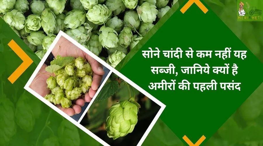 सोने चांदी से कम नहीं यह सब्जी, जानिये क्यों है अमीरों की पहली पसंद