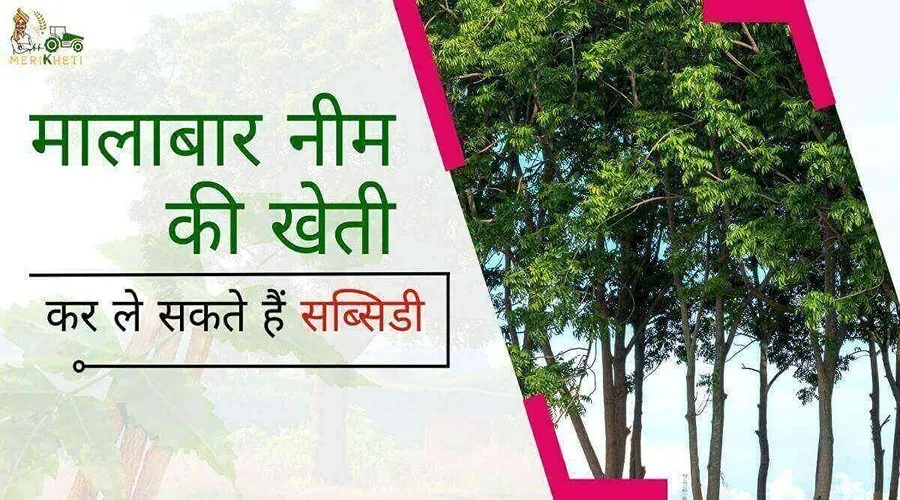 मालाबार नीम की खेती करते हुए किसान कमा रहे हैं, लाखों का मुनाफा, जाने कैसे ले सकते हैं सब्सिडी