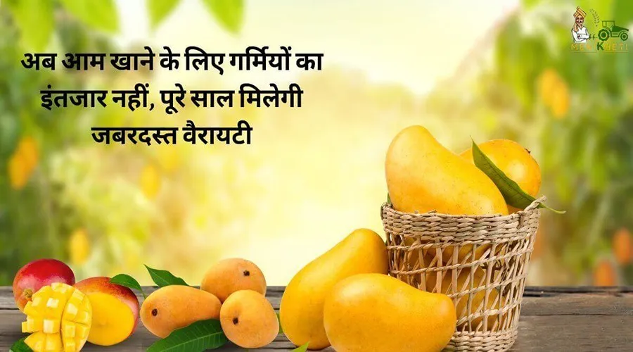 अब आम खाने के लिए गर्मियों का इंतजार नहीं, पूरे साल मिलेगी जबरदस्त वैरायटी